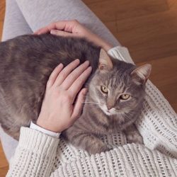 Why Do Cats Want To Sit On Your Lap?