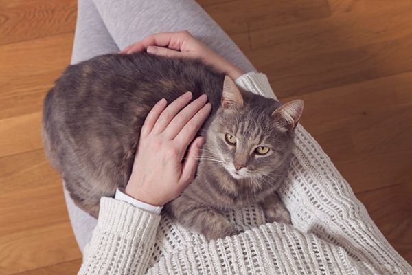 Why Do Cats Want To Sit On Your Lap?