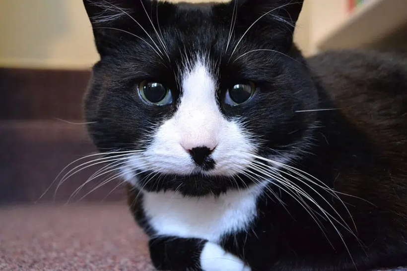 Things You May or May Not Know about Tuxedo Cats