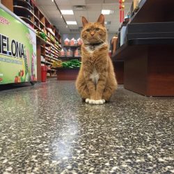 Bobo The Cat Works 12 Years at Store Without a Day Off