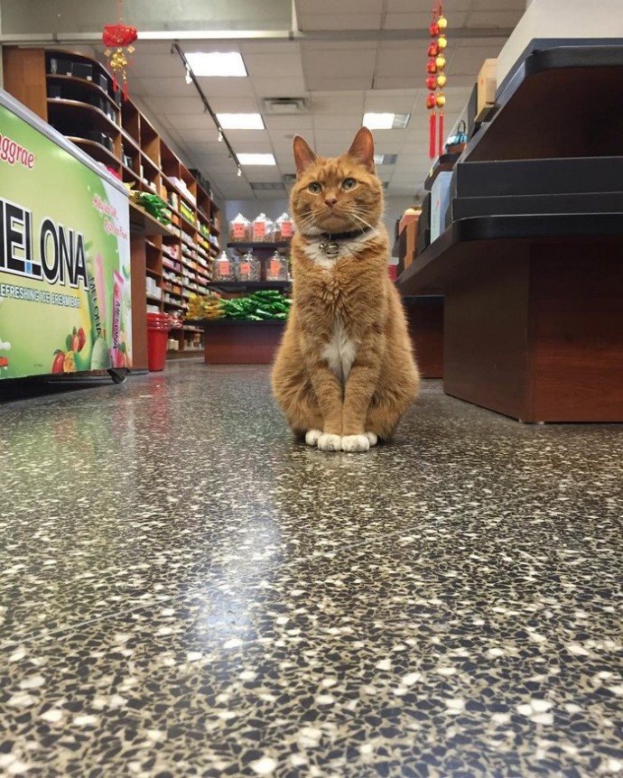 Bobo The Cat Works 12 Years at Store Without a Day Off