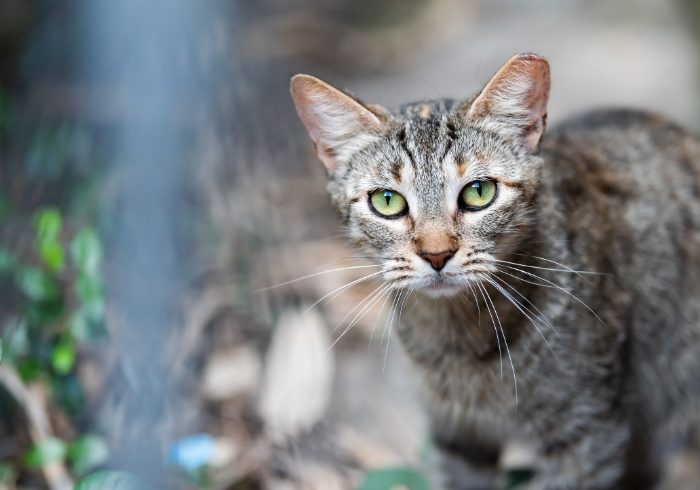 What Is the Difference Between a Stray Cat and a Feral Cat?