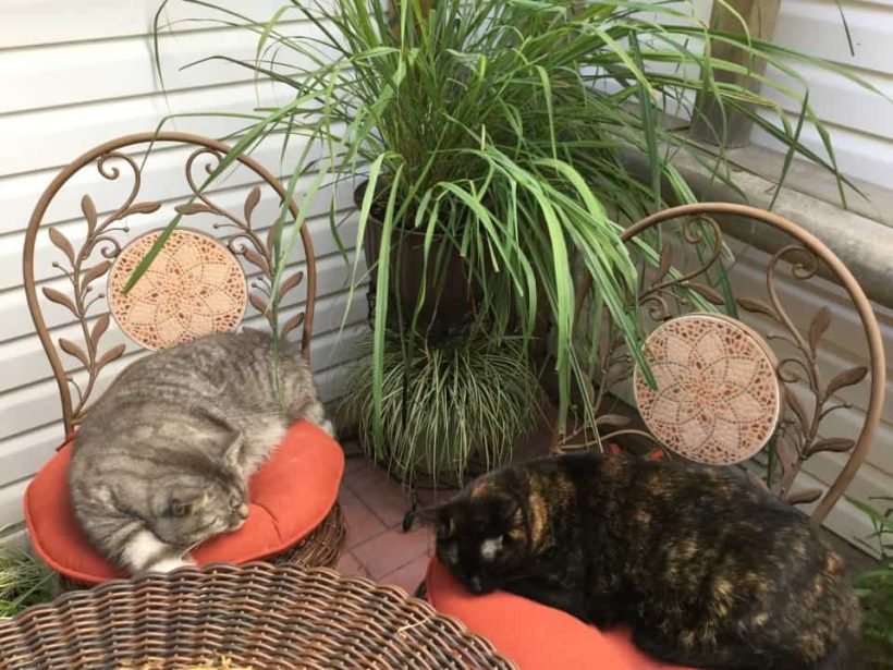A Cat Friendly Jungle Might Be Easier Than You Think